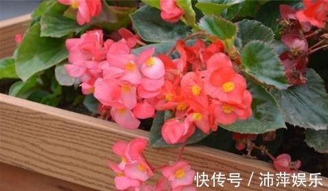 红花酢浆草|开花不断的5种花卉,赏花又闻香,花期超长,漂亮又好养!