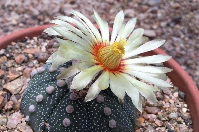 懒人不适合养花？错！选择5种花，不挑土，耐干旱，不管它都长！