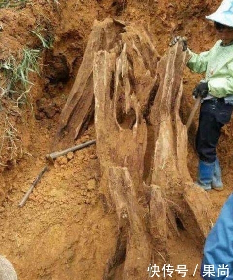  朋友|男子挖出巨型木头本想扔掉，朋友劝他去鉴定一下，结果高兴坏了