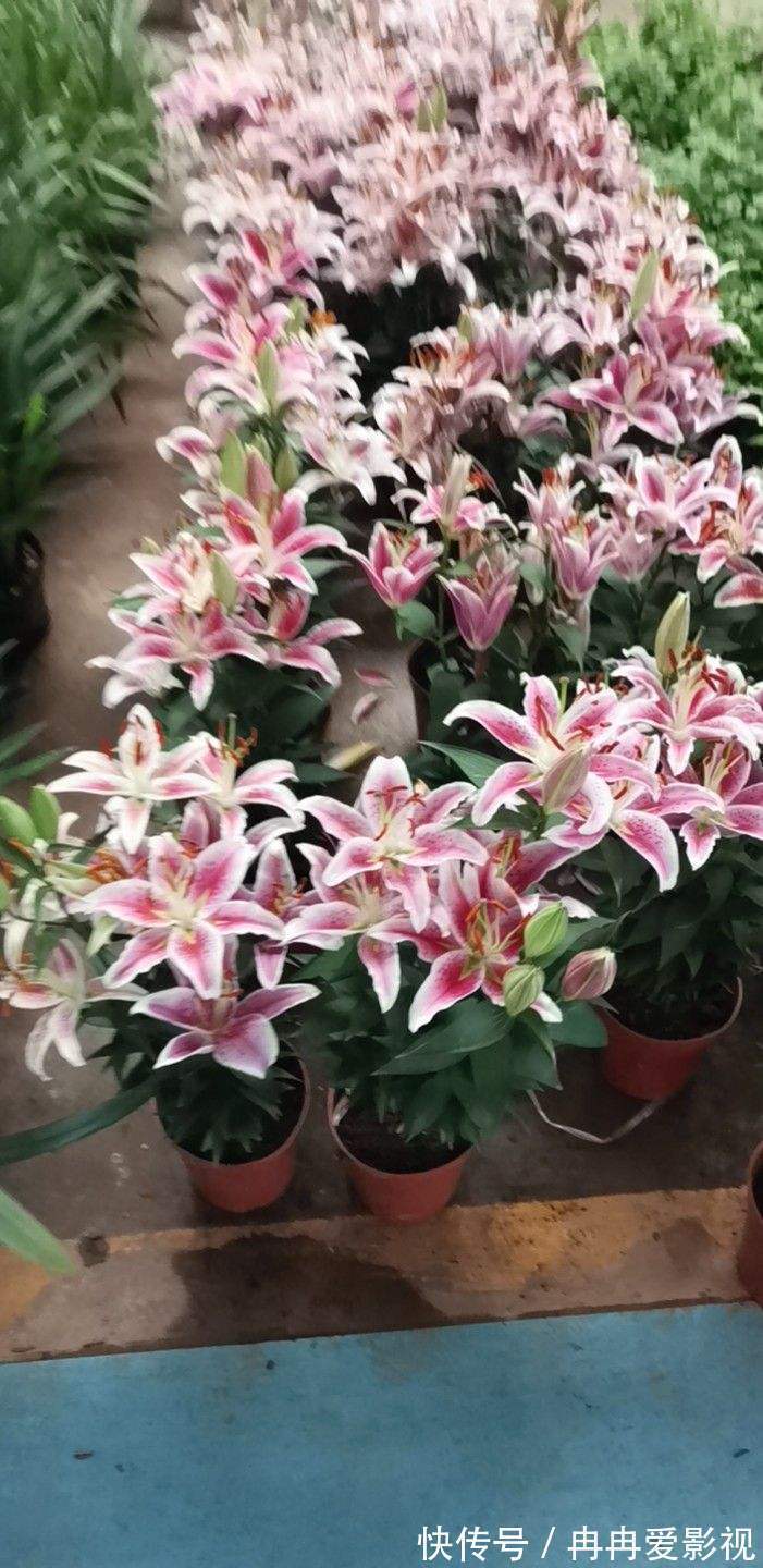 秋季养花大合集，30种花，你想要的我全有！