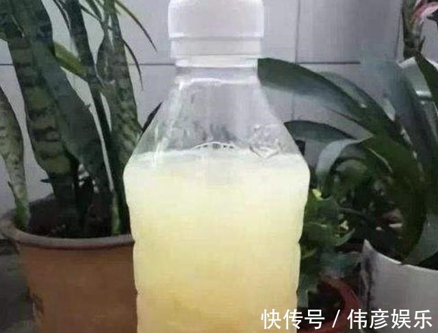 养花肥|什么“养花肥”,都不如“它”,腐熟后浇君子兰、月季,开出花!