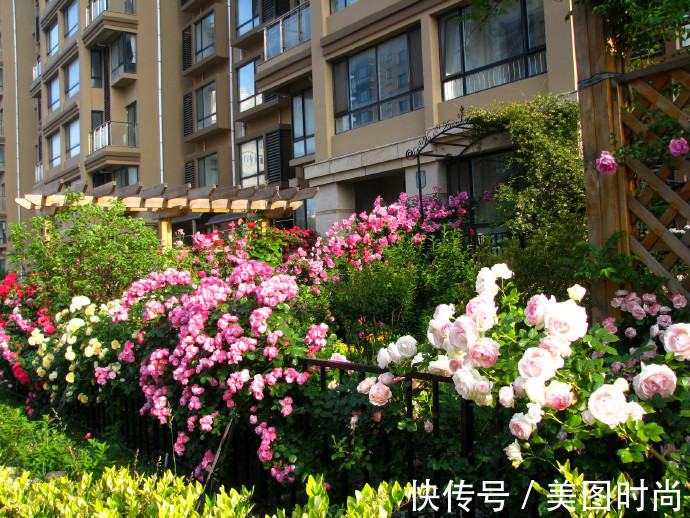 花园|为建花园,不顾反对买了一楼带院子,3年的亲手布置朋友都羡慕了