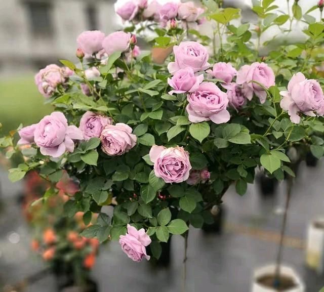 蔷薇杆子|嫁接的长出枝条了怎么办不断打顶促枝,枝多月季开花易爆盆