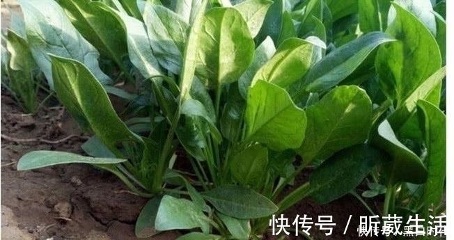 胆固醇|天然的“降脂食物”，每天吃一吃，告别高血脂，让血管一通到底