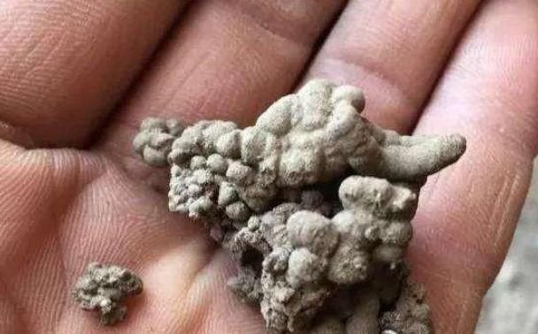 蚯蚓粪|养君子兰,用上这“2种肥”,比什么淘米水、黄豆水强“100倍”