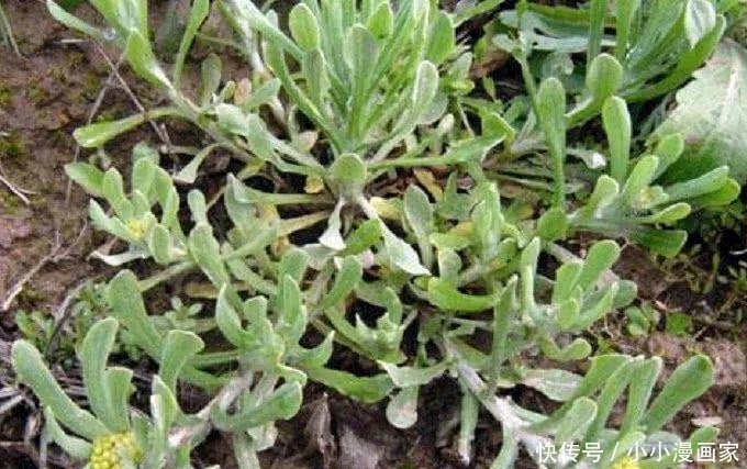 养生价值高的食物,不可错过,排毒润肤,减肥消脂,吃了显年轻