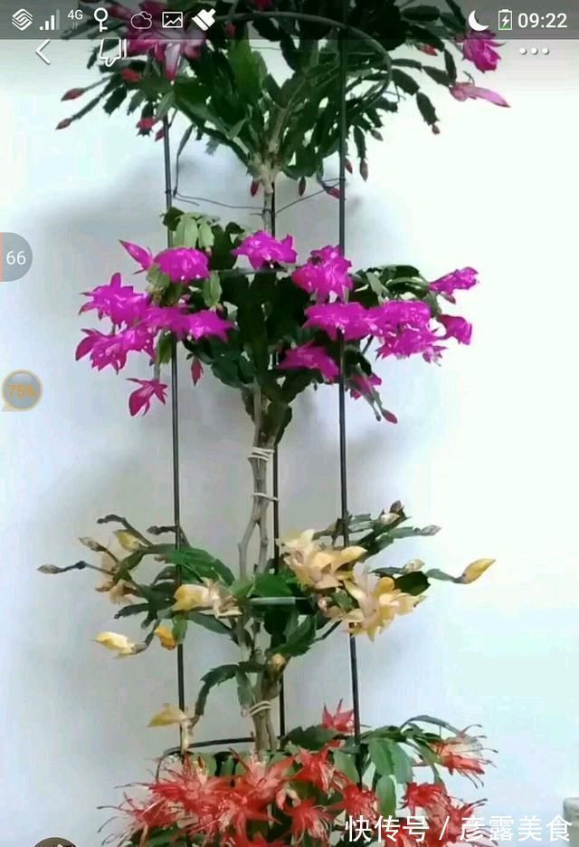 养3种花“多修剪”，2年养成“6层塔”，放在家里真“养眼”