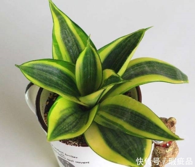 盆栽|这几种适合懒人养的绿植盆栽,不用管也能爆盆,轻松戳到房顶