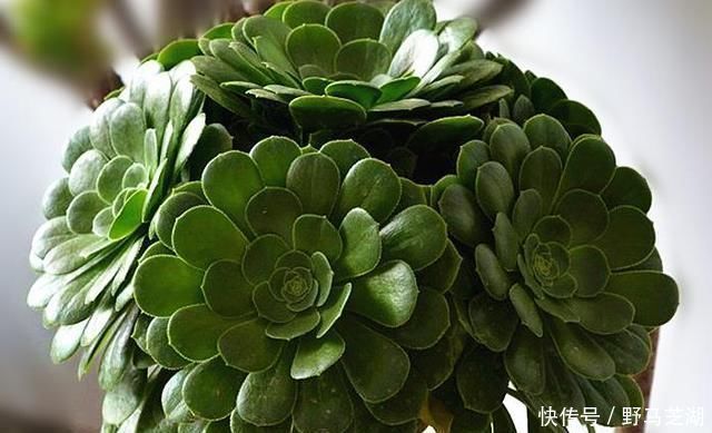 缺水|多肉养不好养只有这样不停地浇水,才能长得枝强叶壮还不烂根