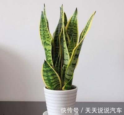 虎皮兰僵住了,不发新芽,应该如何救治