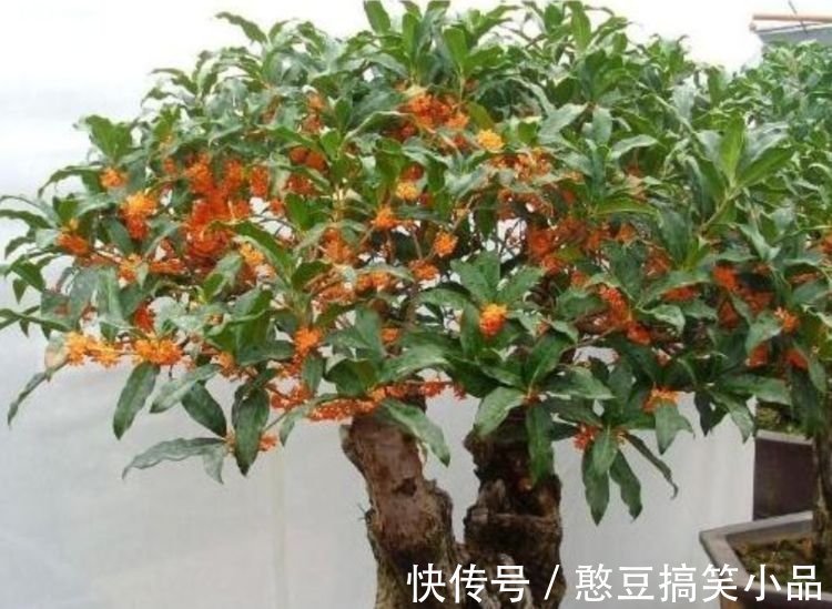 4种花好养易活，旺财又养人，叶子漂亮，还能开花，懒人最适合！