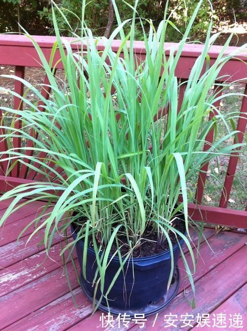 植物|懂养生的人，卧室常养此“5种花”，身心舒畅，好养好看