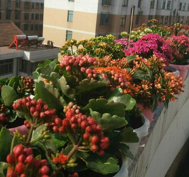 长寿花有“4喜3怕”,避开小坑,快速开花一大片,太省心了