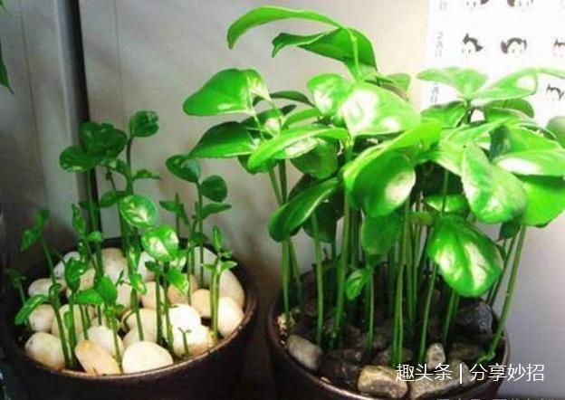 盆景还在买这4种水果吃完千万别扔,这样做一个月后变盆栽美景