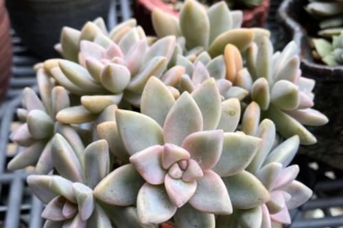 淡雪多肉 淡雪多肉