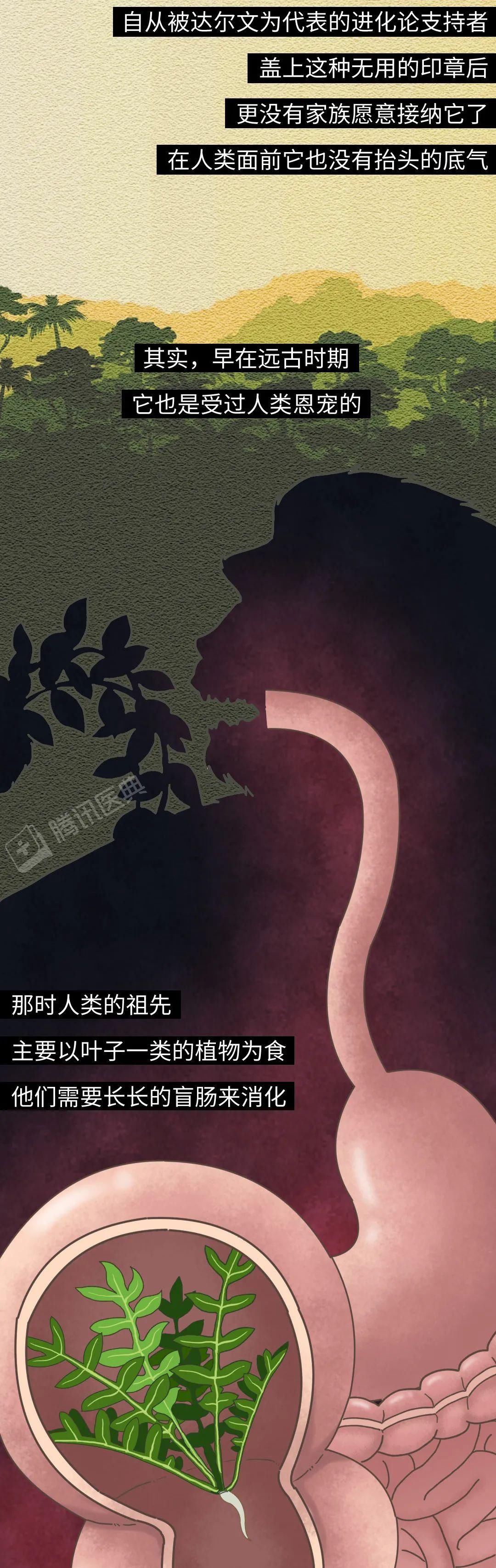 阑尾一辈子被骂没用，却为你做了 2 件了不起的事