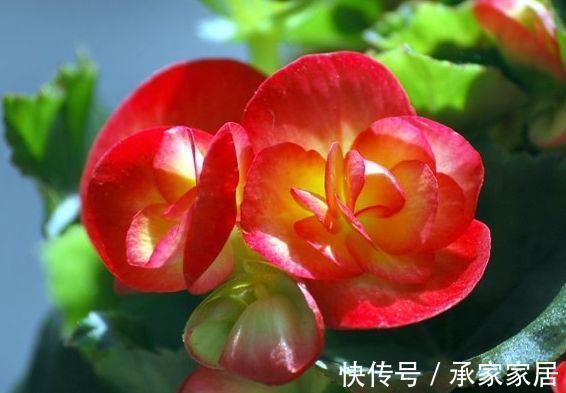 长寿花|农历8月2日开始,养花养个耐看的,开花爆盆花期长,耐晒又耐热