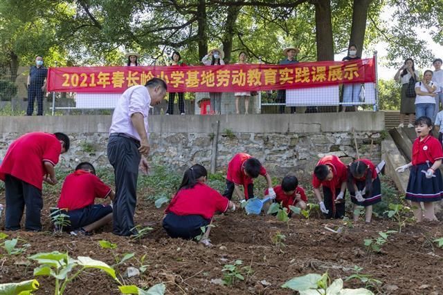 十棵松小学|劳动学科结合成办学特色 湖北黄陂长岭小学学生有片“责任田”