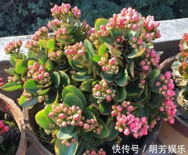 扦插|养花新手，就扦插这4种花，长根快成活快，越养越多颜值超高