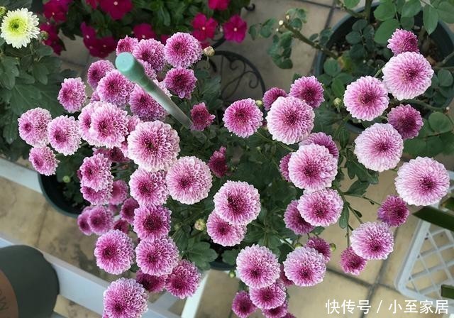 新宠|小米菊,阳台盆栽“新宠”,观赏价值高,多季节开花,养护也不难