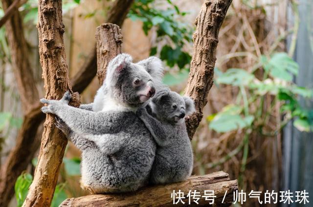 化学物质|呆萌的考拉,你了解吗