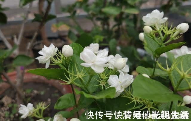 新手|养茉莉花有5个常见问题,对于新手来说,避免才能花开不断不黄叶