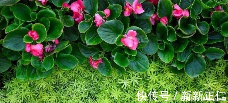 苔藓|袁枚最有哲理的一首诗，虽然我们很渺小，但也要活得比别人更精彩