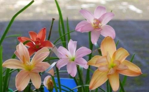 3种花是“大美女”，开花勤爱爆盆，美不胜收，一年四季都赏花