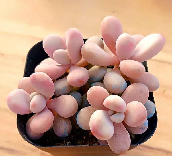 桃蛋，不要拿桃美人冒充，它不配和做姐妹，你知道区别在哪嘛