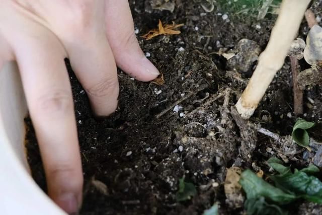 茉莉花后赶紧剪，剪完就开花，一直剪一直开