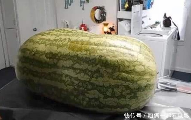 外国大哥买了一个260斤重的大西瓜,切开那一瞬间,众人很惊讶