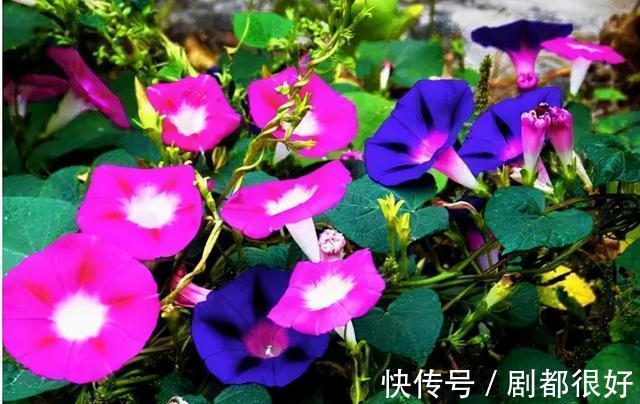 爬藤植物|花开一面墙，花落一路香，一棵爬藤植物的花海