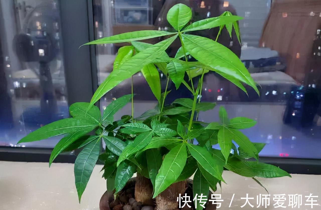 净化|公认的6种吉祥花，株型奇特寓意好，还能吸废气，大人孩子都喜欢