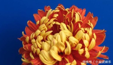 花卉|喜欢养花,就养花开富贵、金灿灿的花卉,比牡丹惊艳,好养易爆盆