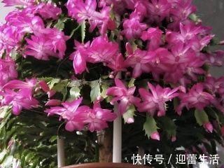 最厉害的养花营养液：给花喝一勺，新叶嗖嗖长，花苞蹭蹭长！