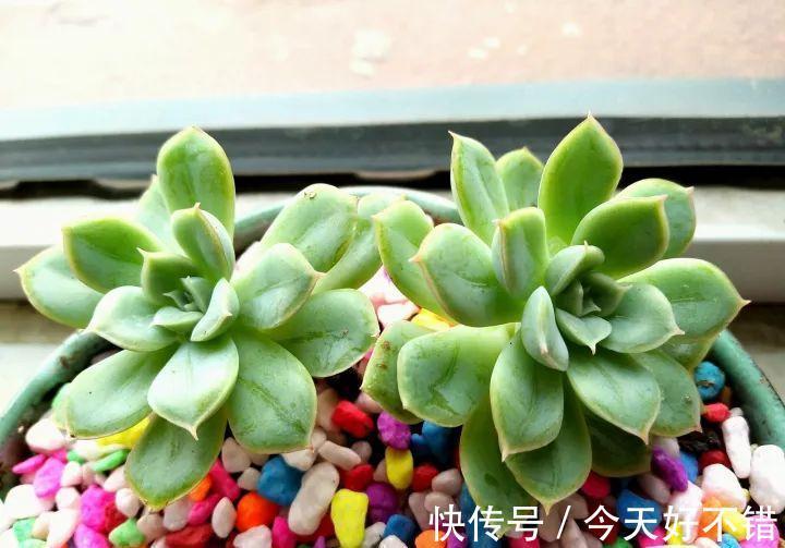 天冷了,多肉的6个求救信号,再不明白活不过冬天