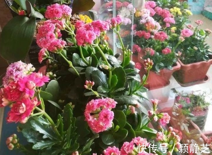 种花人|养花试试这几款,花开繁盛,浇水就疯长,给点阳花就灿烂