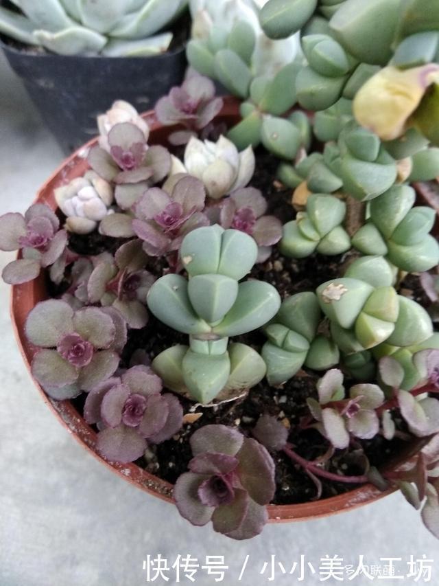 小球|小球玫瑰的逆袭,一年里开枝散叶