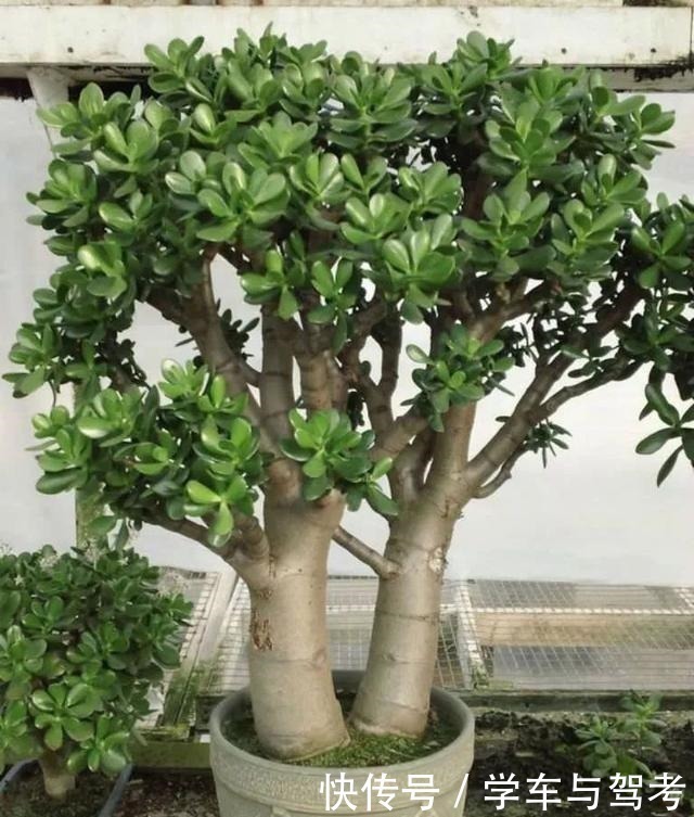 滴水观音|家里有孩子,别种这5种多肉,越养越有毒,赶快搬出去!