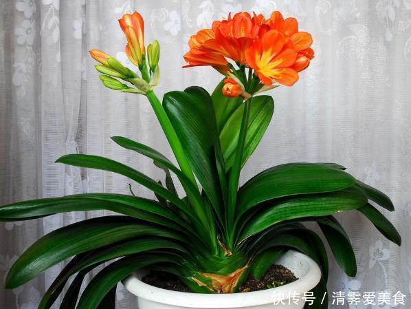 锯末|君子兰难养？花1分钟学会这3样东西的用法，爆盆不愁