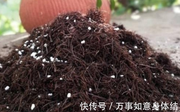 盆栽君子兰，这3方面全做对了，才能“攻克”不开花的难题