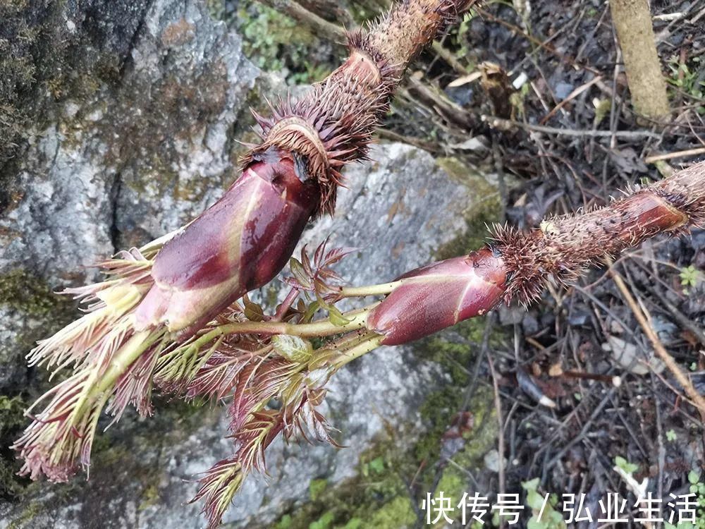 刺老芽|此树满身刺，但树芽却是极品野菜，营养不输人参，出口80元一斤