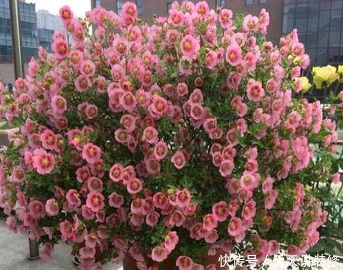 养花试试这几款,花开繁盛花香怡人,四季繁花似锦,美