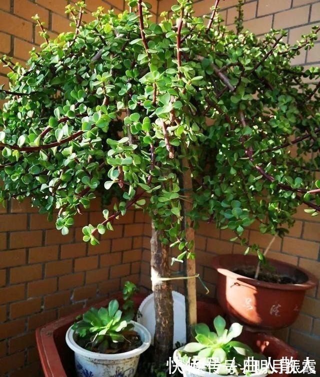 此4种花卉，小苗的时候“不值钱”，多养今年“太值钱”，高价格！