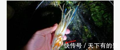 大虾入侵珠江，有人钓起一只发现满腹虾卵，这是要开始繁殖？