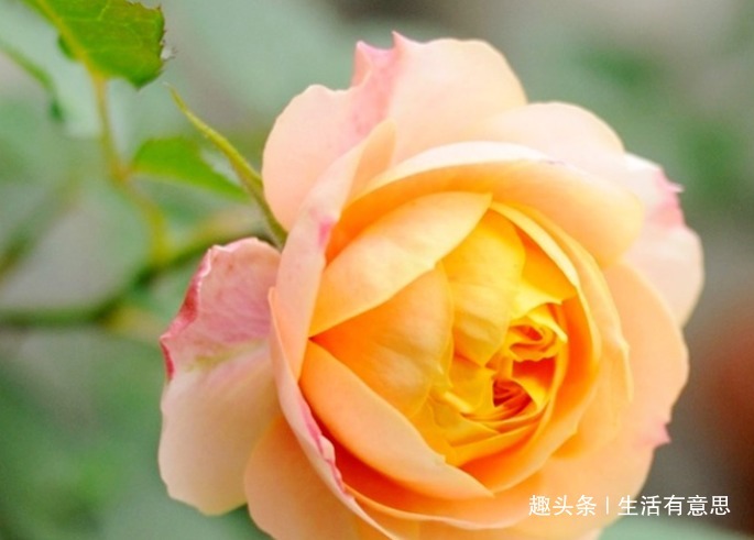 最能代表爱情的,始终还是玫瑰,此花,被称“微型玫瑰花”,好养