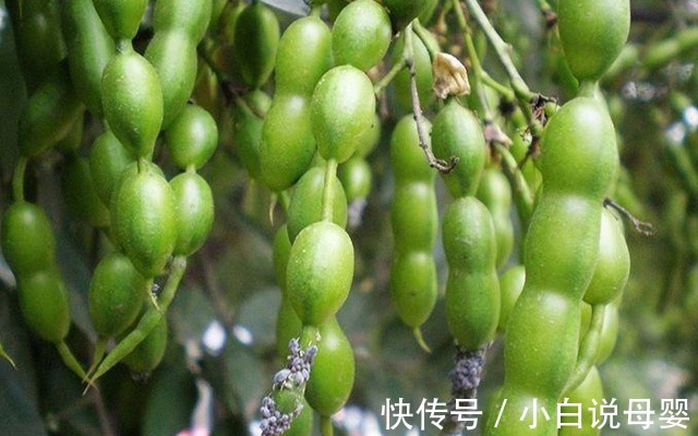 外痔|痔疮还真是“屁”大点事儿，几把野菜叶子就能解决它！