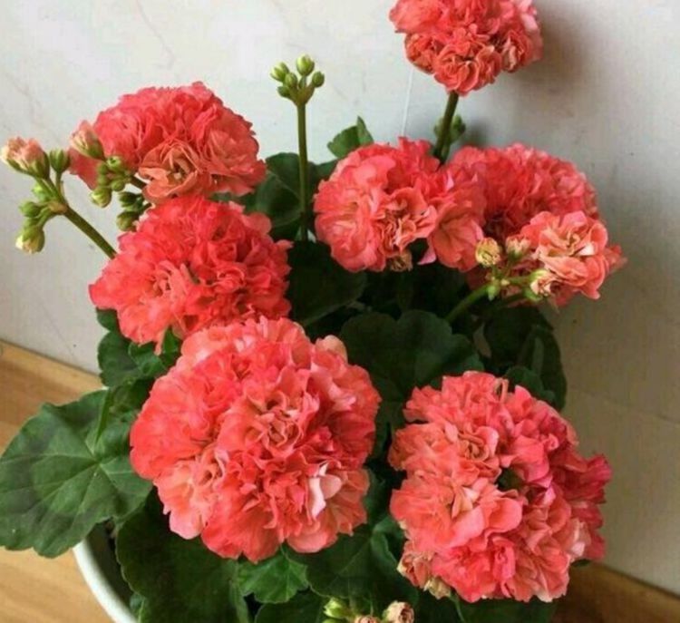 风铃草|这些小花便宜又好养，放在小院开花不断，绚丽多彩，香飘溢满屋