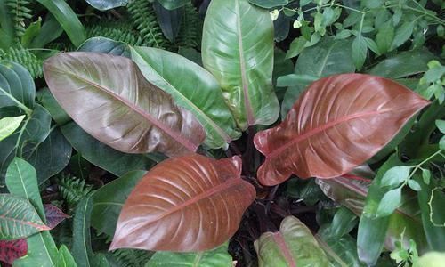 受欢迎|蔓绿绒观叶植物里的大家族,叶子颜色形态各异,我家就养了几种