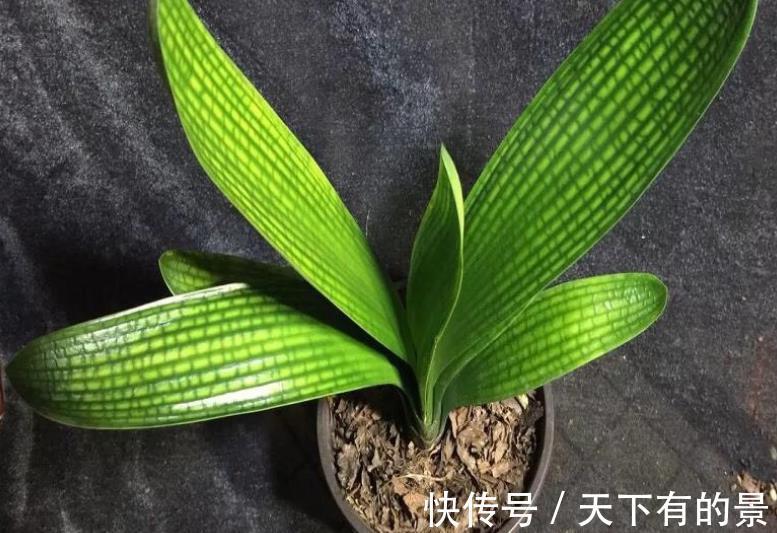 聪明人|7、8月盆栽养花,聪明人都不干这3件事